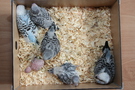 130921 --- R29, R30, R31, R32, R33 och R34